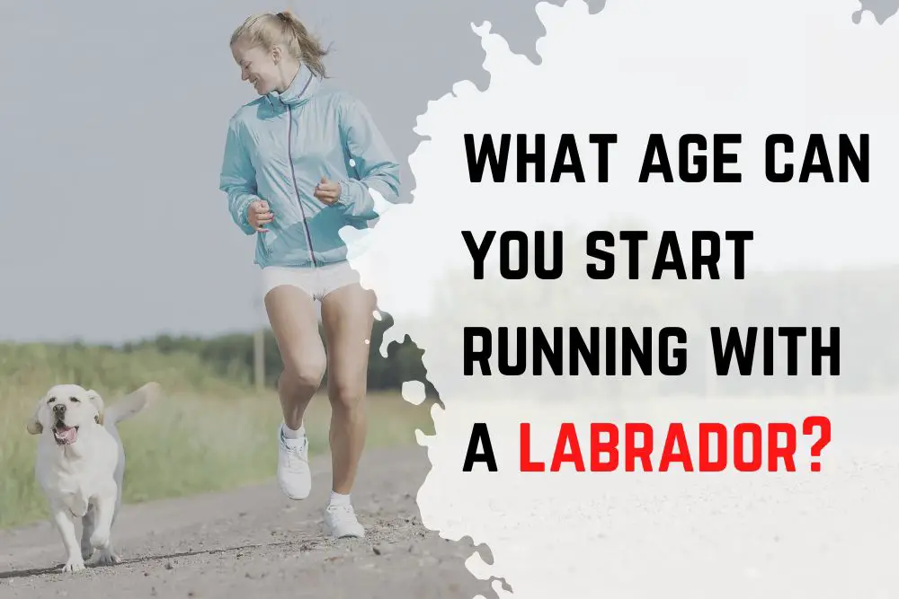 when can you start running with a dog